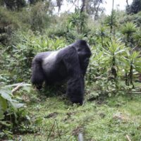 Rwanda Gorillas